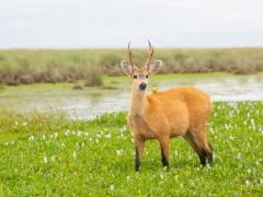 Marsh deer in Ibera Wetlands, Argentina