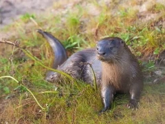 Neotropical otter in Ibera Wetlands, Argentina