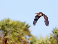 Rufescent tiger heron in Ibera Wetlands, Argentina
