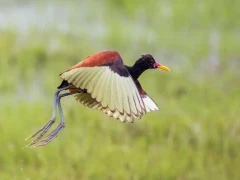 Wattled jacana in Ibera Wetlands, Argentina