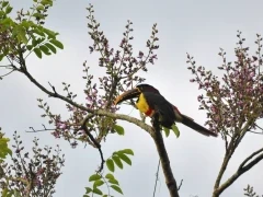 Chestnut-eared aracari in Iguazu Falls, Argentina