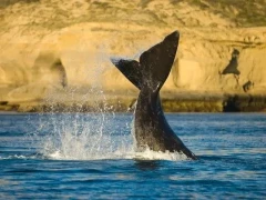 Right whale in Valdes Peninsula, Argentina