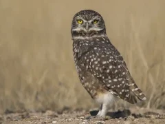 Burrowing owl in Valdes Peninsula, Argentina