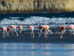 Flamingo in Valdes Peninsula, Argentina