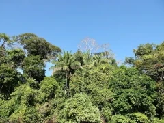 View from the canopy tower at Cristalino Lodge, Brazil.