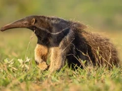 A giant anteater in Brazil.