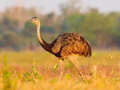 A great rhea in brazil.