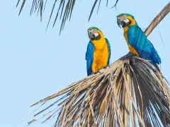 Blue and yellow macaws in Brazil.