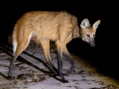 A maned wolf at night in Trijuncao Private Reserve.