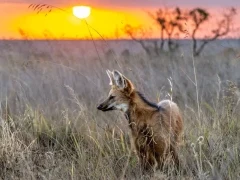 A maned worlf in Trijuncao, Brazil.