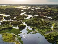 Aerial of the North Pantanal, Brazil