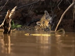Jaguar in the North Pantanal, Brazil.