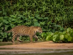 Jaguar in the North Pantanal, Brazil.