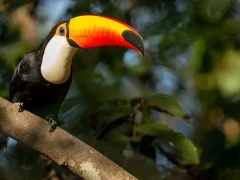 Toco toucan in the Pantanal.