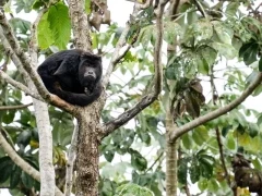 Black howler monkey in the Brazilian Pantanal.