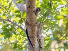 A black-tailed marmoset in the Brazilian Pantanal.