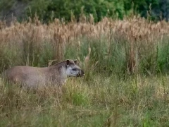 A Brazilian tapir in the Pantanal.