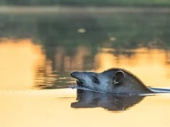 Brazilian tapir in the Pantanal.