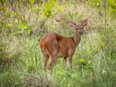 A brocket deer in the Pantanal, Brazil