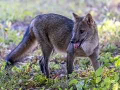 A crab-eating fox in the Brazilian Pantanal.