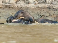 Giant river otter in the Pantanal, Brazil.