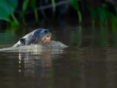 A giant river otter in the Brazilian Pantanal.