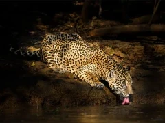 Jaguar taking a drink in the Pantanal, Brazil.