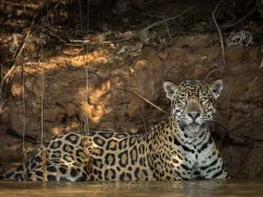 Jaguar in the water, Brazil.