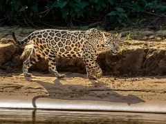 Jaguar in the Pantanal, Brazil.