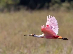 Roseate spoonbill in the Pantanal.