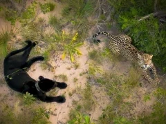 Drone view of two jaguars, one melanistic, in Trijunco, Brazil.