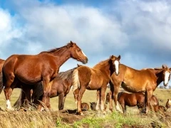 Wild horses on Easter Island in Chile