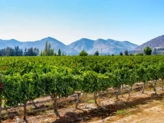 Vineyards in Maipo Valley, Chile