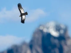 Andean condor in flight, in Patagonia, Chile.