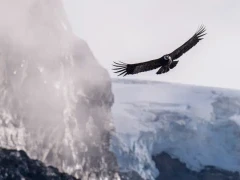 Andean condor in Chile.