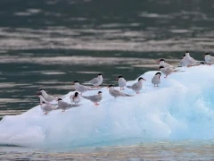Antarctic terns on an iceberg in Chile.