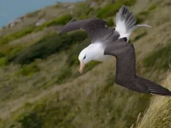 Black-browed albatross in flight, Chile.
