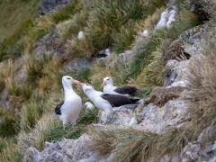 Black-browed albatross nesting in Patagonia, Chile.