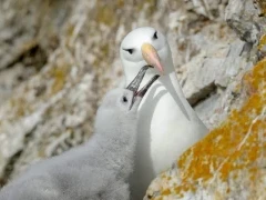 Black-browed albatross with chick, in Patagonia, Chile.