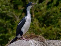 Blue-eyed shag in Patagonia, Chile.