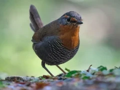 A chucao tapaculo in Chile.