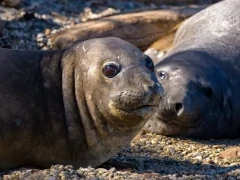 Elephant seal pup in Patagonia, Chile.