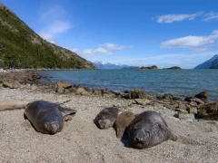 Elephant seals on a beach in Patagonia, Chile.