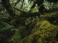 Example of the dense forest environment in Patagonia, Chile.