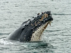 Humpback whale spyhopping in Patagonia, Chile.