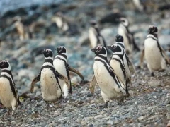 Colony of Magellanic penguins on Magdalena Island, Chile.