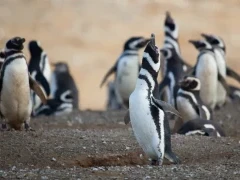 Colony of Magellanic penguins in Patagonia, Chile.