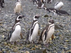 Trio of Magellanic penguins in Patagonia, Chile.