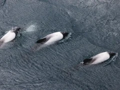 Aerial view of Peale's dolphins.