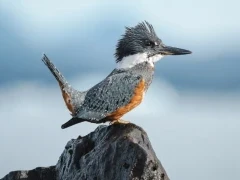Ringed kingfisher in Patagonia.